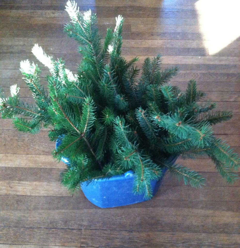 Glycerin Fir Tree 1 word2